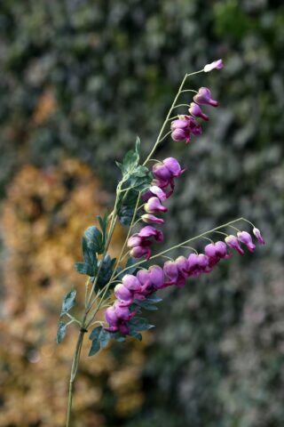 Bleeding Hearts (Dicentra)