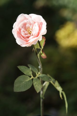 Rose _ Old English Med Single