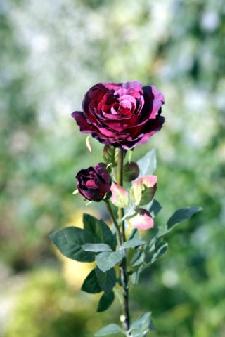Rose - Hybrid Tea with bud