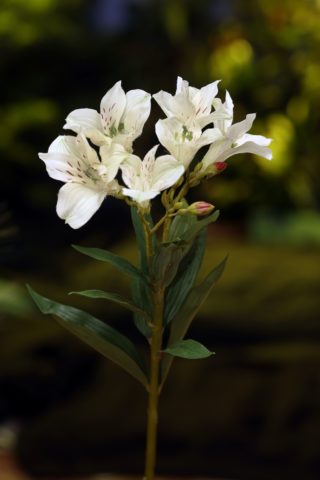 Alstroemeria Lily - White - Faux