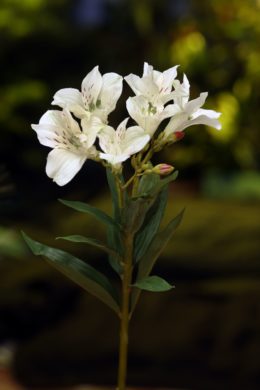 Alstroemeria Lily - White - Faux