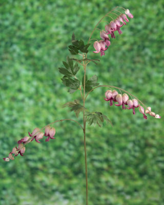 Bleeding Hearts (Dicentra) - Mauve - Faux