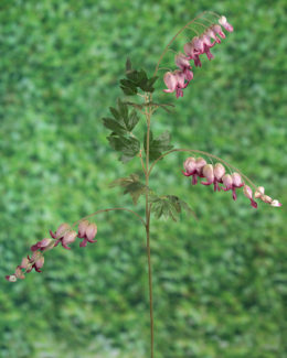 Bleeding Hearts (Dicentra) - Mauve - Faux