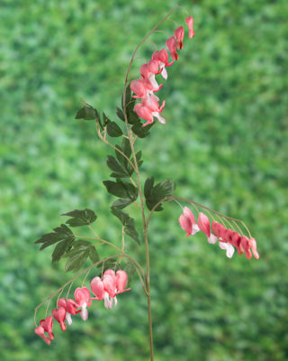 Bleeding Hearts ( Dicentra) - Pink - Faux Sold Out