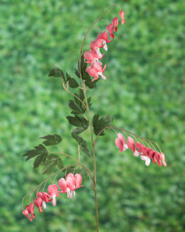 Bleeding Hearts ( Dicentra) - Pink - Faux Sold Out
