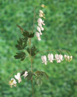 Bleeding Hearts (Dicentra) - White - Faux