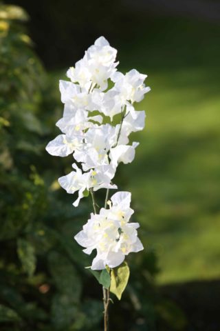 Bougainvillea - White - Faux