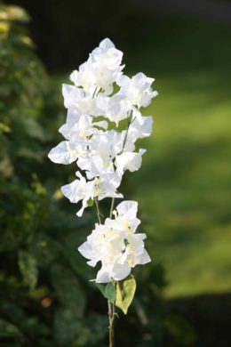Bougainvillea - White - Faux