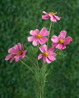 Cosmos Daisy - Dark Pink - Faux