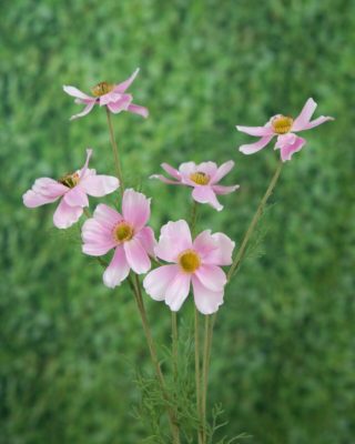 Cosmos Daisy - Pale Pink - Faux SOLD OUT