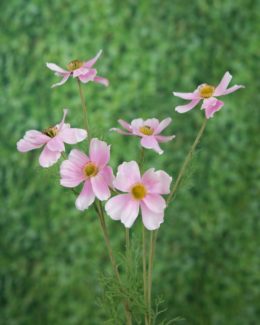 Cosmos Daisy - Pale Pink - Faux SOLD OUT