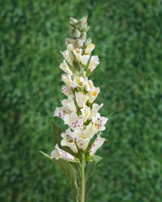 Foxgloves - Cream Speckled - sold out