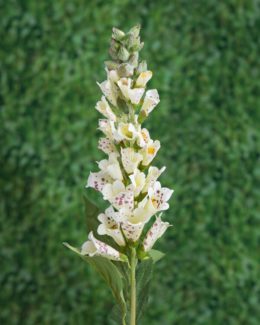 Foxgloves - Cream Speckled - sold out