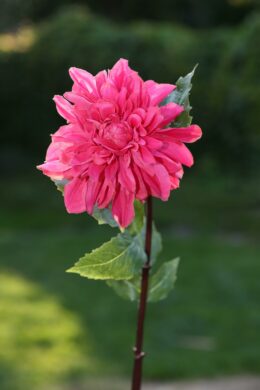 Dahlia - Dark Pink - Faux