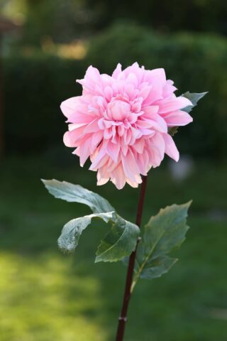 Dahlia -Light Pink - Faux