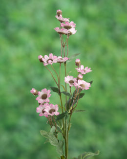 Daisy - Pink - Faux