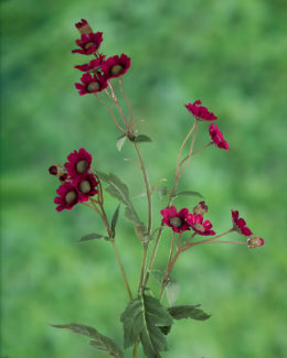 Daisy - Burgundy - Faux