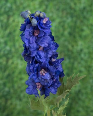 Delphinium - Double Dark Blue - Faux