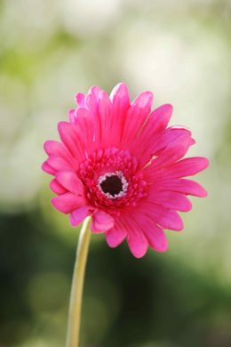 Gerbera - Faux - Dark Pink
