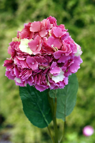 Hydrangea - Dark Pink - Faux