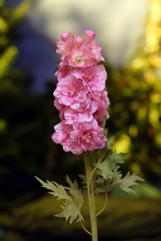 Delphinium - Double Bright Pink - Faux