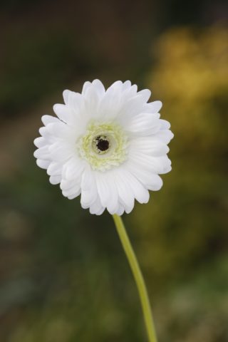 Gerbera - Faux - White