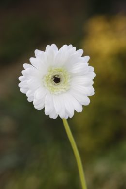 Gerbera - Faux - White