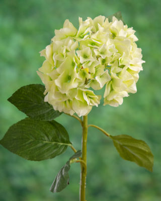 Hydrangea - Light Green