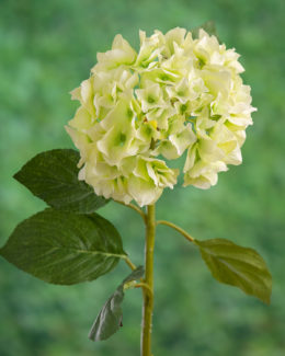 Hydrangea - Light Green