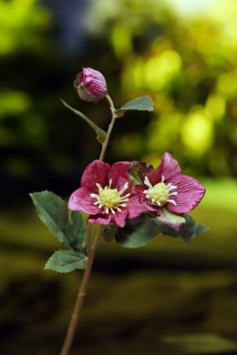 Hellebores - Dark Pink - Faux