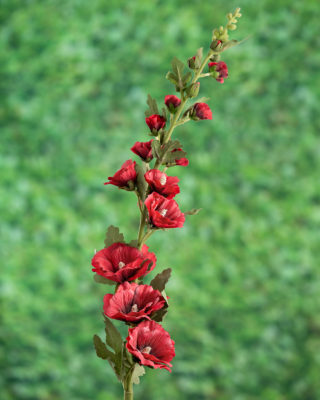Hollyhocks - Red SOLD OUT