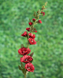 Hollyhocks - Red SOLD OUT
