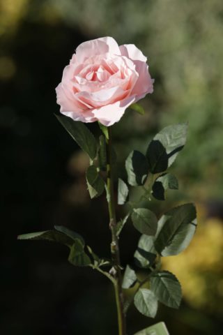 Hybrid Tea Rose - single Blush Pink
