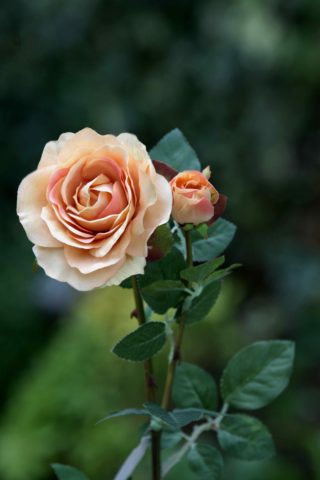 Hybrid Tea Rose with bud Apricot -