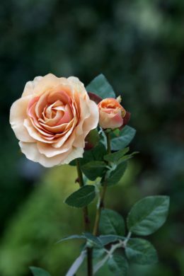 Hybrid Tea Rose with bud Apricot -