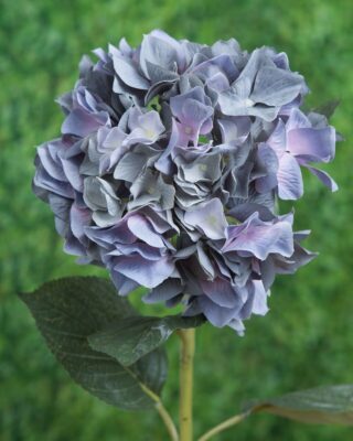 Hydrangea -  Dusky Blue