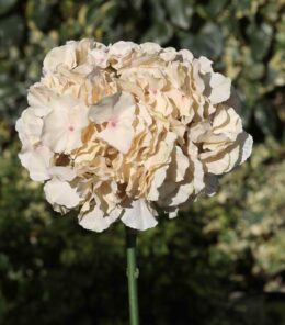 Hydrangea Extra large head Caramel - Faux