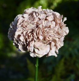 Hydrangea Extra large head Coffee - Faux