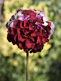 Hydrangea - Dark Red Short Stem - Faux