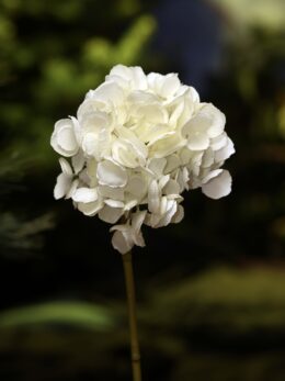 Hydrangea - Short Stem White - Faux -