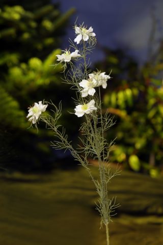 Love in the Mist (Nigella) - White - Faux
