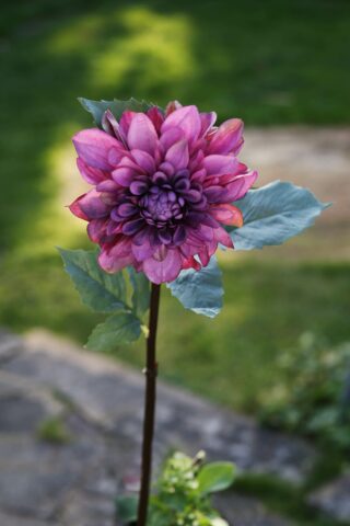Dahlia - Mauve - Faux