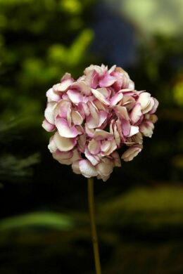 Hydrangea - Short Stem Shaded Pinks Sold out