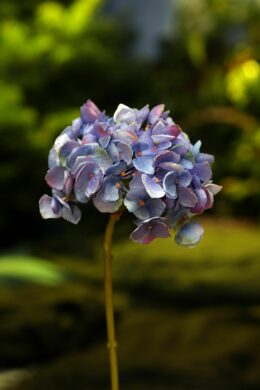 Hydrangea - Short Stem Purple - Faux