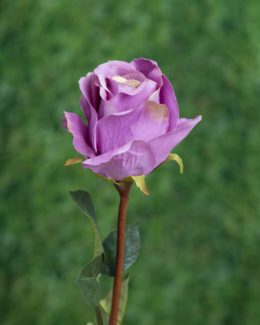 Large Bud Rose Mauve tipped green