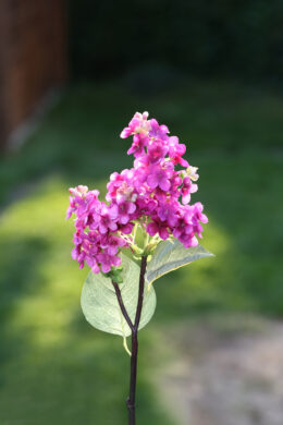 Lilac - Short Stem Dark Pink - Faux
