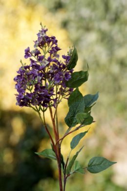 Lilac - Long Stem Mauve - Faux