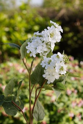 Lilac - Double Headed White - Faux