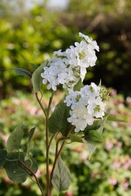 Lilac - Double Headed White - Faux