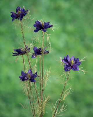 Love in the Mist (Nigella) - Purple - Faux